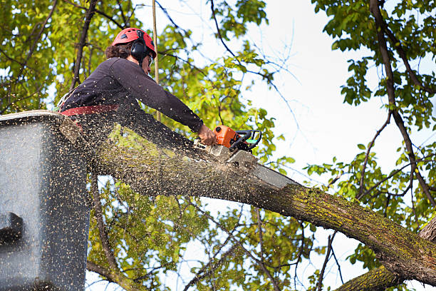 Best Commercial Tree Services  in Winnsboro, TX